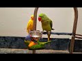 cute parrots funny video