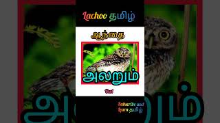 ஆந்தையின் ஒலி மரபு/ Real sound of owl/ Tamil teaching for biginners #shortsfeed #trending #shorts