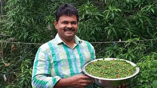 കാന്താരി മുളക് കൃഷിയിലൂടെ മികച്ച വരുമാനം. Bird's eye chilly farming malayalam | Chilly Business