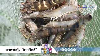 อาหารกุ้งไทยลักซ์ กุ้งแข็งแรงโตไว ได้น้ำหนักดี สีสวย