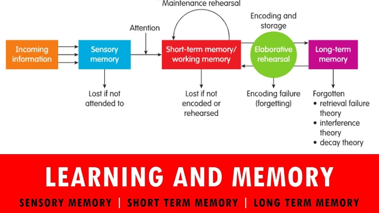 Learning And Memory | Domains Of Learning | Types Of Memory - Sensory ...