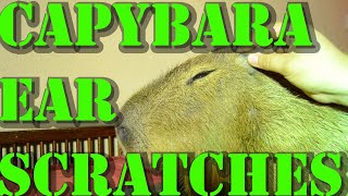 Capybara Ear Scratches