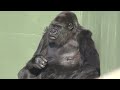 shabani won t go outside family troubled by not listening to nene s order to go home　gorilla