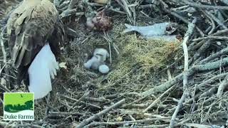 Jersey Proud: State’s bald eagle population swells thanks to conservation efforts