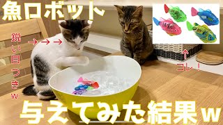 【子猫の初めてシリーズ⑥】子猫に初めて魚ロボットを与えてみた【保護猫】/I gave a kitten a fish robot for the first time【Protected cat】