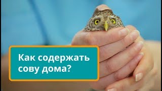 Сова. Содержание и уход в домашних условиях. Советы ветеринара