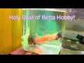 betta macrostoma holy grail of betta