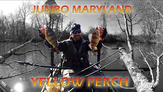 JUMBO MD Yellow Perch: Kayak Fishing MD's Eastern Shore Spring Yellow Perch Spawning Run