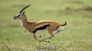 香草山羚羊小鹿 (Gazelle on Spice Mountains)