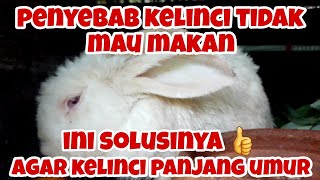 penyebab kelinci tidak mau makan dan solusinya