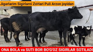 ONA BOLA va SUTI KO'P BOGOZ SIGIRLAR SOTILADI ☎️90 369 11 19 ARZON JOYIDAN SO'RAGANLARGA