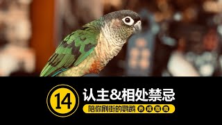 当鹦鹉变成自来熟~ [#14-认主\u0026相处禁忌 ]【手养鹦鹉】