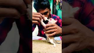 Her mother died 😢 | cats Malayalam | baby cats | Pets status Malayalam | #shorts #malayalam | pets