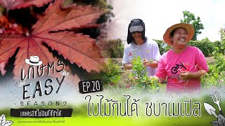 ดอกไม้สวยงาม จัดจานได้ กินได้ด้วย ช่วยสร้างเงิน  | รายการเกษตรอีซี่ ทาง www.VIPA.me