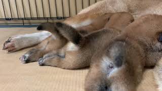 四国犬　生後9日目② 尻尾が❤️