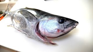 #3 We handled tuna which is a rare fish to catch!