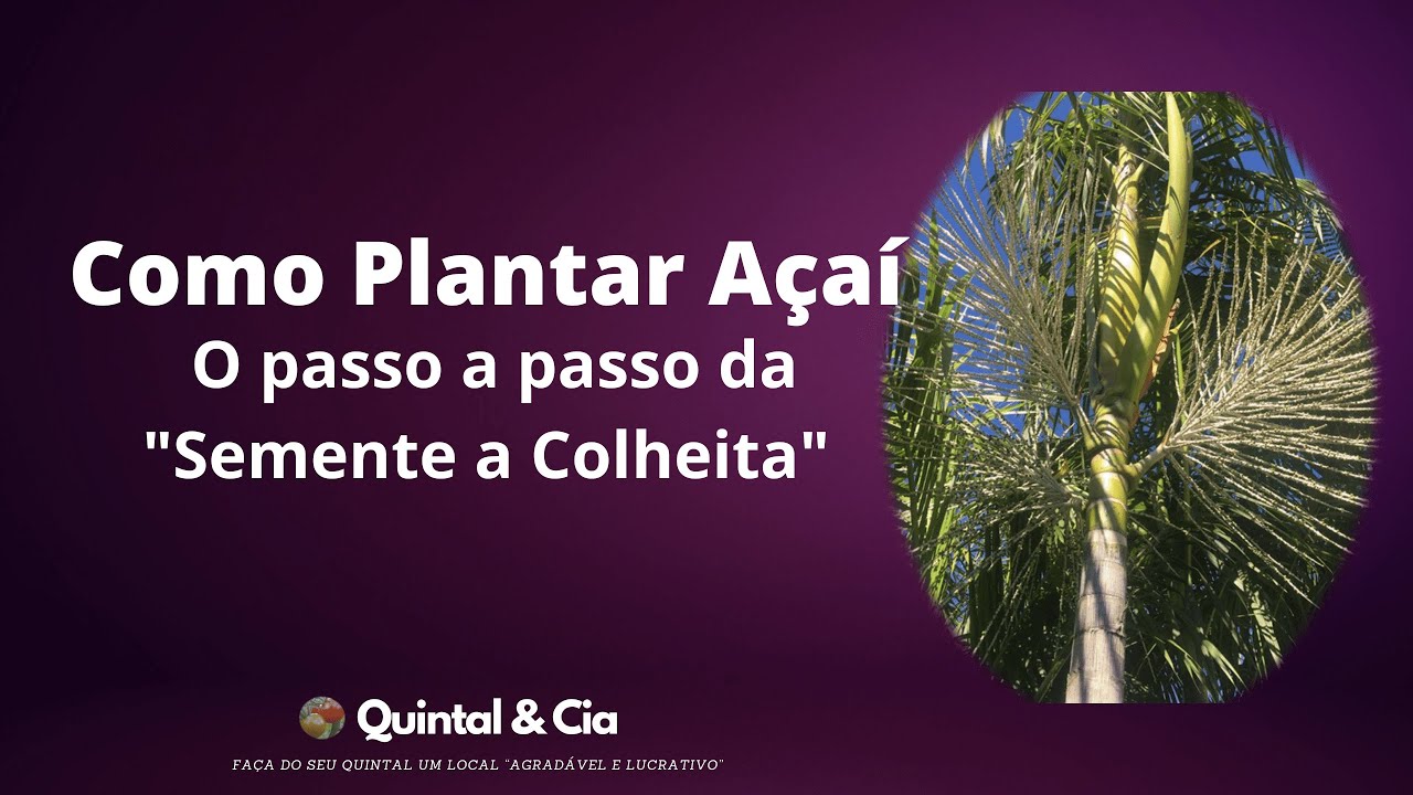 Como Plantar Açaí - Passo A Passo: Da Semente A Colheita De Açaí Em ...