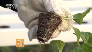 20160309 农广天地  “营养液膜”栽培蔬菜 矿物质酸性土壤调理剂