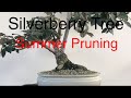Bonsai - Silverberry Tree - Elaeagnus Pungens Summer Pruning- August 2019