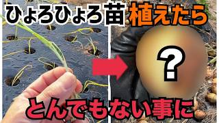 [徹底検証]ひょろひょろ玉ねぎ苗植えても大きい玉ねぎになるのか？検証したらとんでもない結果に！苗半作という言葉は本当なのか？