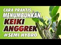 CARA MENUMBUHKAN KEIKI ANGGREK || SEMI HYDRO