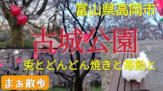 【観光】古城公園で桜、出店、ウサギを満喫する　富山県高岡市