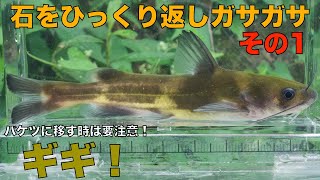 【ガサガサ】【新規開拓】石ひっくり返しガサガサは、体力の消耗がとんでもない。その1　NO.61