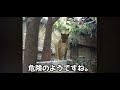 ライオンに襲われた飼育員、雌ライオンのとっさの行動に、