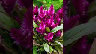 Lovely Celosia Flowers 💐 #images #shortvideo