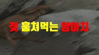 움짤모음!! 젖 훔쳐 먹는 양아치...