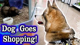 Dog Goes Shopping at Petco | Husky Petco Haul