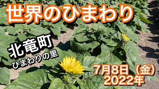 世界のひまわり・開花状況（北竜町ひまわりの里）7月8日（金）2022年