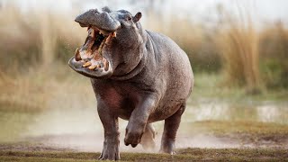 Deadly Encounters With A Hippo: Africa's Most Dangerous Wildlife