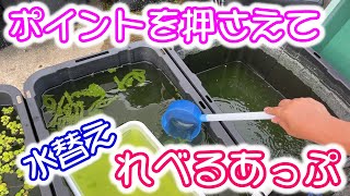 【めだか】水替えのタイミングとコツ　Ｂ型おやじ