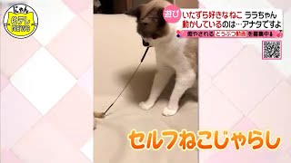 ひとり遊びの達人！いたずら好きな猫