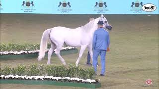 N 188 BINT HAZY AL KHALEDIAH   PSAIAHF 2022   Mares 7 9 Years Old Class 8