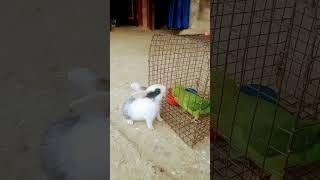 #parrot 🦜🦜#rabbit #shandar #mithu#short