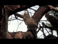 野鳥撮影・ オオタカ幼鳥　northern goshawk