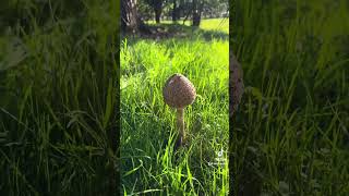 Parasols and Slender Parasols everywhere #foraging #forager #wildfoodforaging #fungi #wildmushrooms