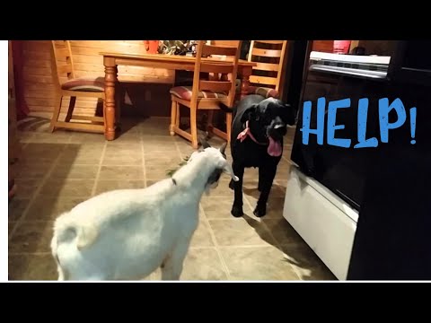 Dog Meets A Goat - YouTube