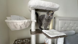 Honest Review SONGMICS HOME Feandrea Cat Tree