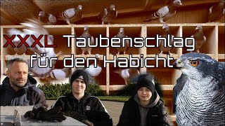 Wir bauen einen neuen Taubenschlag für den Habicht 🦅(Teil 1)