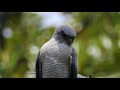 キレイな赤い目のタカ。ツミのオス　 sparrowhawk（雀鷹、雀鷂、accipiter gularis）タカ目タカ科ハイタカ属　dscn7877