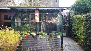 Gouldian Finches in outside aviary