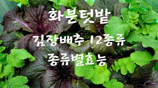 옥상텃밭//김장배추 12종류//크기비교