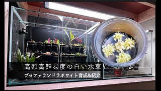 【アクアリウム】今話題の高難度水草　白いブセファランドラ育成に挑戦\u0026紹介