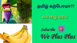 தமிழ் கற்போம் | வாழை மரம் |Learn tamil | vaazhai maram