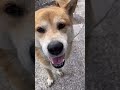 〔雑種犬〕吠えてますねぇ〜 ^^ 散歩？おやつ？それとも？