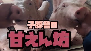 【養豚#51】移動待ちの子豚