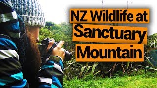 🐦 Sanctuary Mountain / Mount Maungatautari - New Zealand's Biggest Gap Year